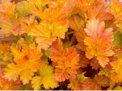 Пузыреплодник калинолистный "Amber Jubilee" (Контейнер 2,0л.)