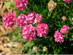 Армерия приморская "Morning Star Deep  Rose" (Контейнер 1,5л.)