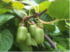 Актинидия "Гермофродитная" (Контейнер 2,0л.)