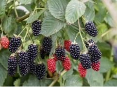 Ежевика "Victoria"  (Контейнер 2,0л)