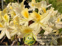 Рододендрон листопадный (азалия) "Northern Hi-Lights" (Контейнер 3,0л) (2)