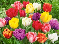 Микс тюльпанов махровых ранних (уп. 10шт.) 11/12