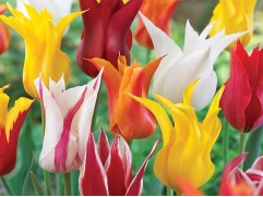 Микс тюльпанов лилиецветных (уп. 10 шт.) 12/+