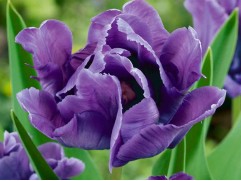 Тюльпан сорт "Blue Parrot" (уп. 10 шт.) 11/12