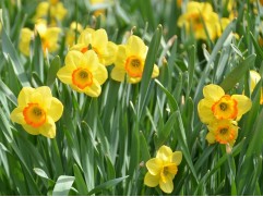 Нарцисс "Mary Bohannon" (уп. 5 шт.) 12/14