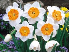 Нарцисс "Professor Einstein" (уп. 5 шт.) 12/14