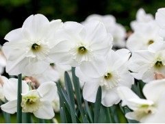 Нарцисс "Stainless" (уп. 5 шт.) 12/14