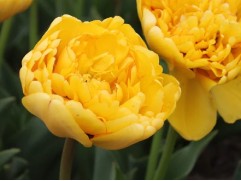 Тюльпан "Yellow Pomponnet" (уп. 10 шт.) 12/+