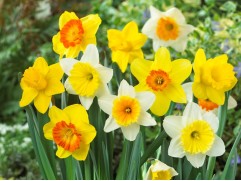 Микс нарциссов крупнокорончатых (уп. 10 шт.) 12/14