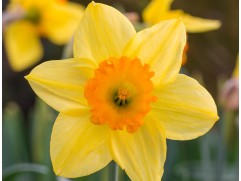 Нарцисс "Juanita" (уп. 5 шт.) 12/14