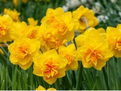 Нарцисс "Double Sunrise" (уп. 5 шт.) 12/14