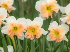 Нарцисс "Mallee" (уп. 5 шт.) 12/14