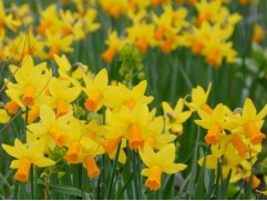 Нарцисс "Jetfire" (уп. 5 шт.) 12/+