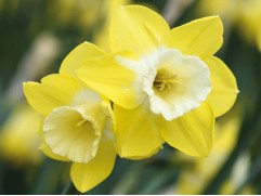 Нарцисс "Pipit" (уп. 10 шт.) 10/+