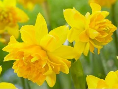 Нарцисс "Tete Boucle" (уп. 10 шт.) 11/+