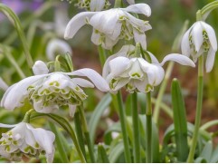 Подснежник "Flore Pleno" (уп. 10 шт.) 5/6