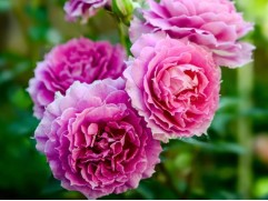 Роза шраб "Sheherazade" (ЗКС)