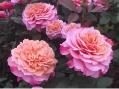 Роза шраб "Miyabi" (ЗКС)