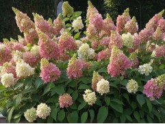 Гортензия метельчатая "Candlelight" HM (Контейнер 0,5л.)