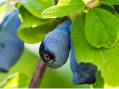 Жимолость "Амфора" (Контейнер 3,0л.)