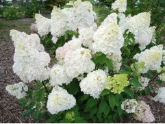 Гортензия метельчатая "Diamantino"  (Контейнер 3.0л)