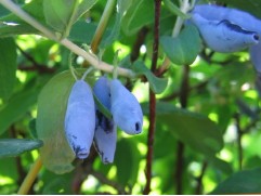 Жимолость "Поздняя" (Контейнер 3,0л.)