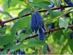 Жимолость "Звездочка" (Контейнер 3,0л.)