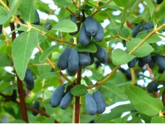 Жимолость "Васюганская" (Контейнер 3,0л.)