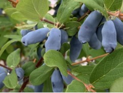 Жимолость "Сувенир" (Контейнер 3,0л.)