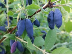 Жимолость "Бакчарский Великан" (Контейнер 3,0л.)