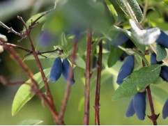 Жимолость "Любительская" (Контейнер 3,0л.)