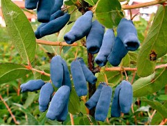 Жимолость "Парабельская" (Контейнер 3,0л.)