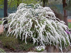 Спирея серая "Grefsheim" HM (Контейнер 0,5л.)