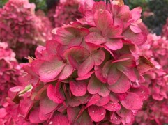 Гортензия метельчатая "Bonfire"  HM (Контейнер 0,5л)