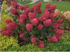 Гортензия метельчатая Framboisine "Самарская Лидия" (Контейнер 2,0л.)