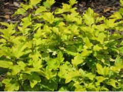 Пузыреплодник калинолистный "Anny's Gold" (Контейнер 2,0 л.)