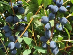 Жимолость "Boreal Beauty" (Контейнер 3,0л.)