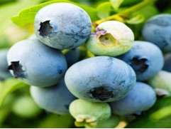 Голубика высокорослая "Liberty" (Контейнер 5.0л)