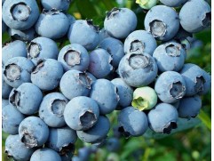 Голубика высокорослая "Bluejay" (Контейнер 5,0л.)