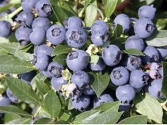 Голубика высокорослая "Meader" (Контейнер 5,0л.)