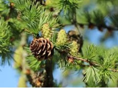 Лиственница японская (Контейнер 2,0л)