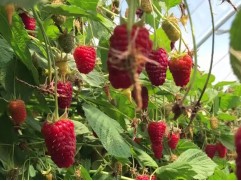 Малина ремонтантная "Пшехиба" (Контейнер 0,5л)