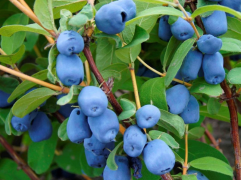 Жимолость "Томи" (Контейнер 2,0л)