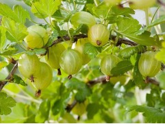 Крыжовник "Белые ночи" (Контейнер 3,0л)