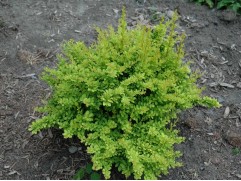 Барбарис Тунберга "Sensation" (Контейнер 0,5л)