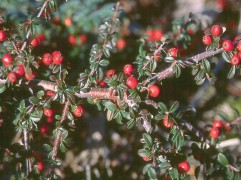 Кизильник Даммера "Eichholz" (Контейнер 2,0л)