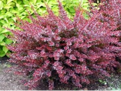 Барбарис Тунберга "Carmen" HM (Контейнер 0,5л.)