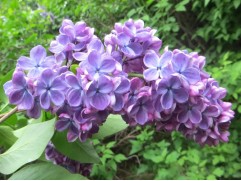 Сирень обыкновенная "Гжель" (Контейнер 1,0л)