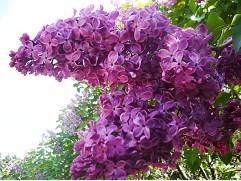 Сирень обыкновенная "Индия" (Контейнер 1,0л.)