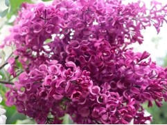 Сирень обыкновенная "Бесконечность" (Контейнер 1,0л)